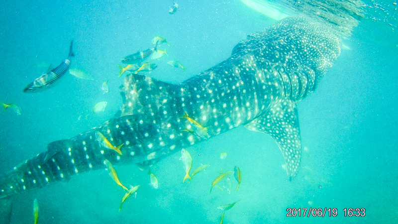 Swimming with Whalesharks in Oslob
