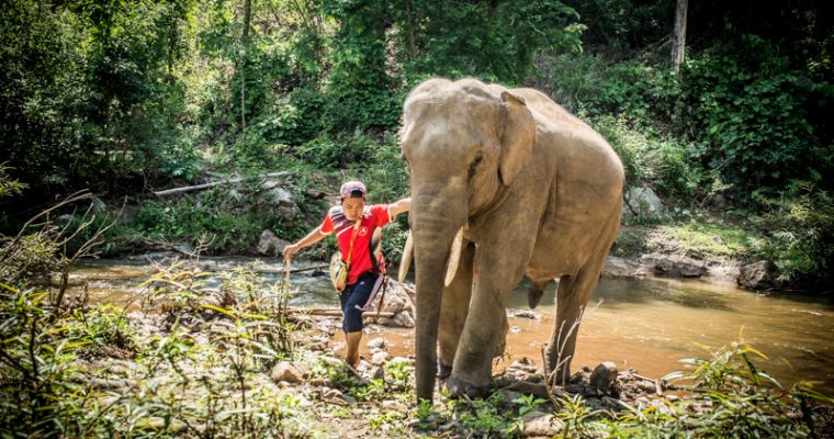 A Day with the Kindred Spirit Elephant Sanctuary