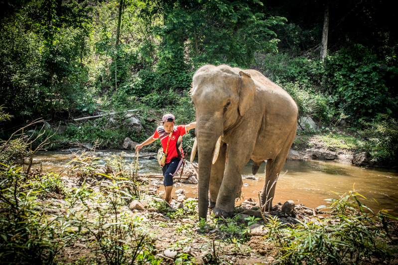 A Day with the Kindred Spirit Elephant Sanctuary